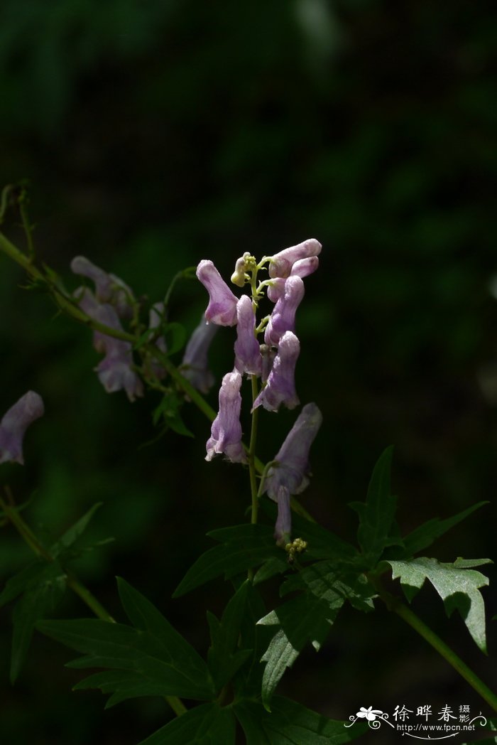 高乌头Aconitum sinomontanum