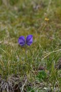 甘青乌头Aconitum tanguticum