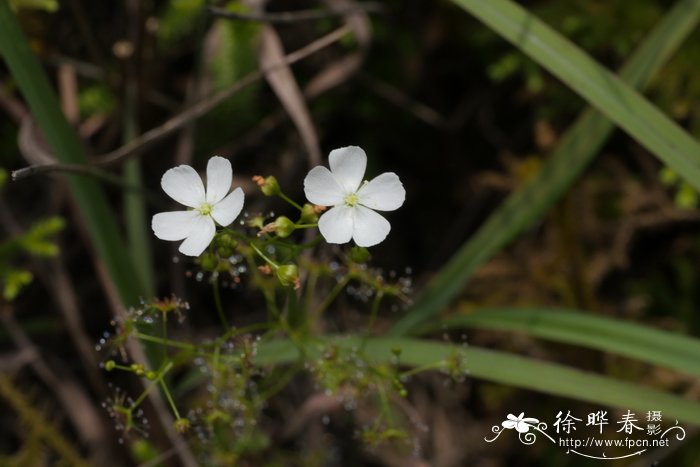 茅膏菜Drosera peltata