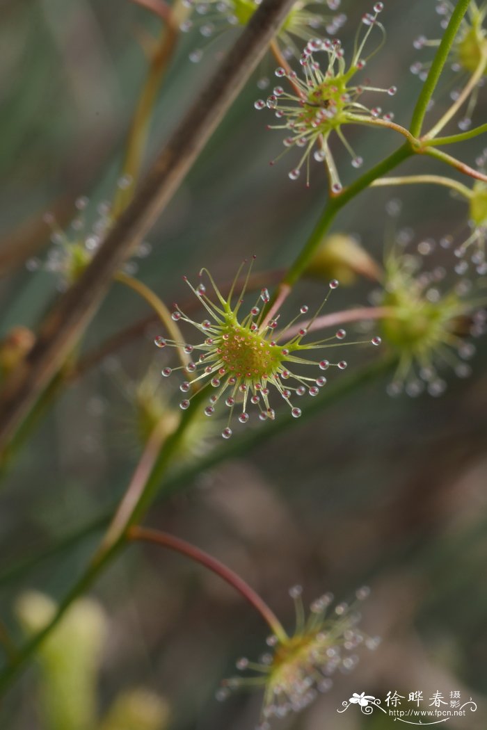 茅膏菜Drosera peltata