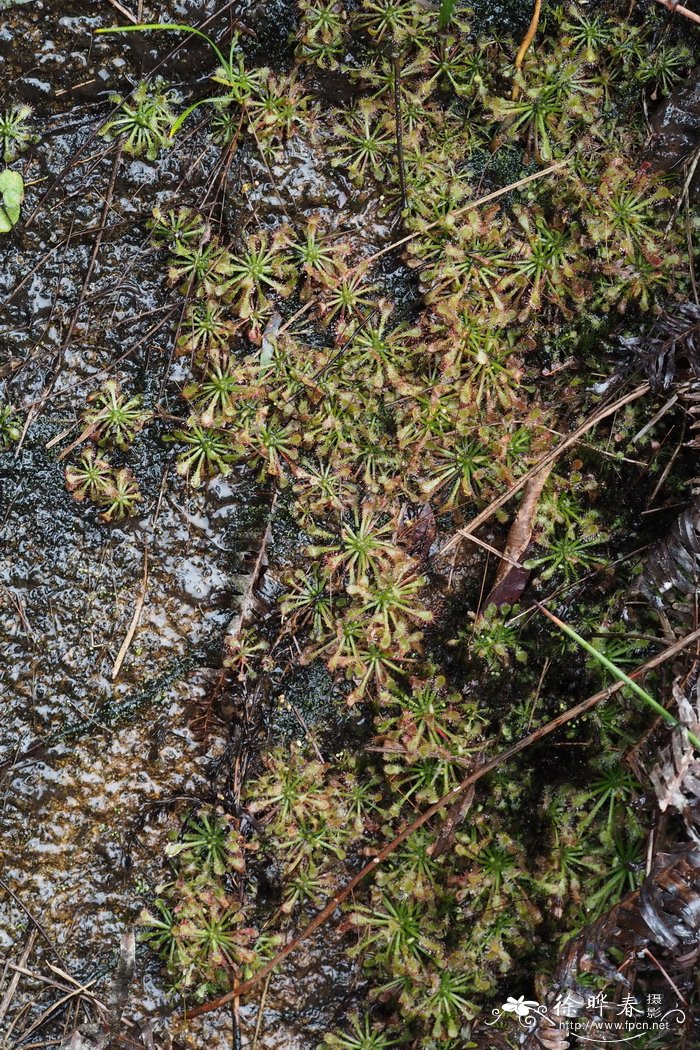 匙叶茅膏菜Drosera spathulata