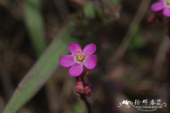 匙叶茅膏菜Drosera spathulata