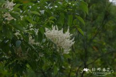 苦枥木Fraxinus insularis