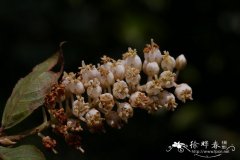 贵定桤叶树Clethra cavaleriei