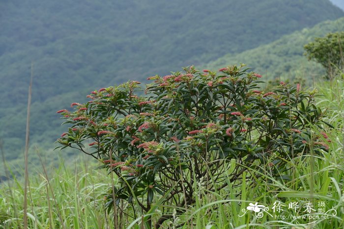 贵定桤叶树Clethra cavaleriei