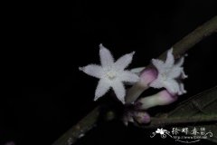 粗叶木Lasianthus chinensis