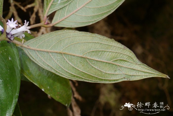 粗叶木Lasianthus chinensis