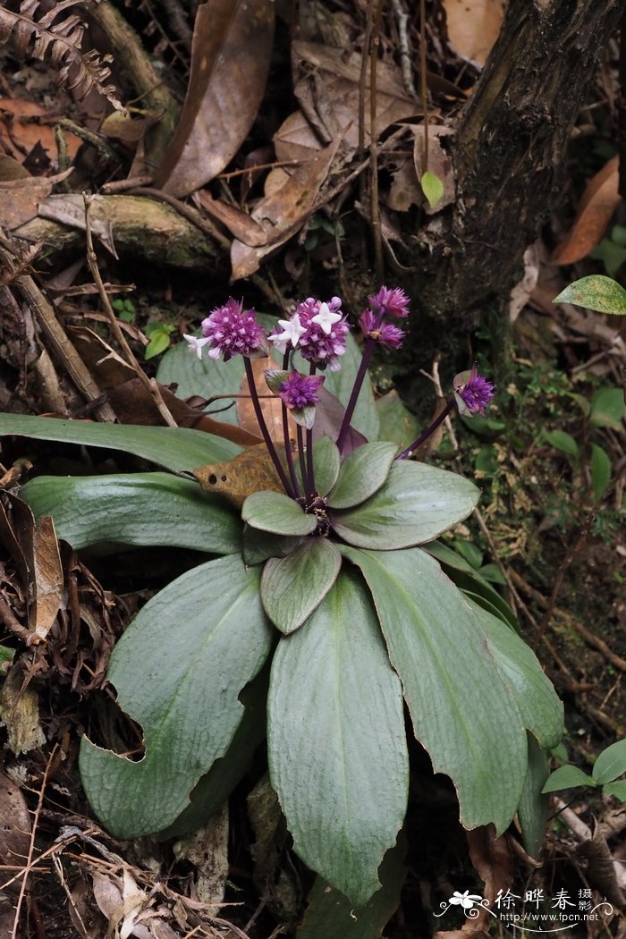 阳春耳草Hedyotis yangchunensis