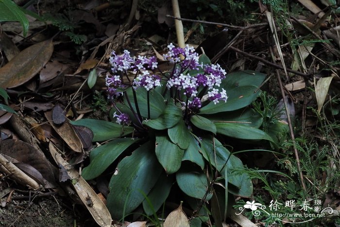 阳春耳草Hedyotis yangchunensis