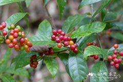 溪边九节Psychotria fluviatilis