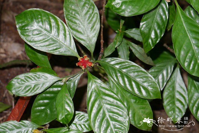 驳骨九节Psychotria prainii