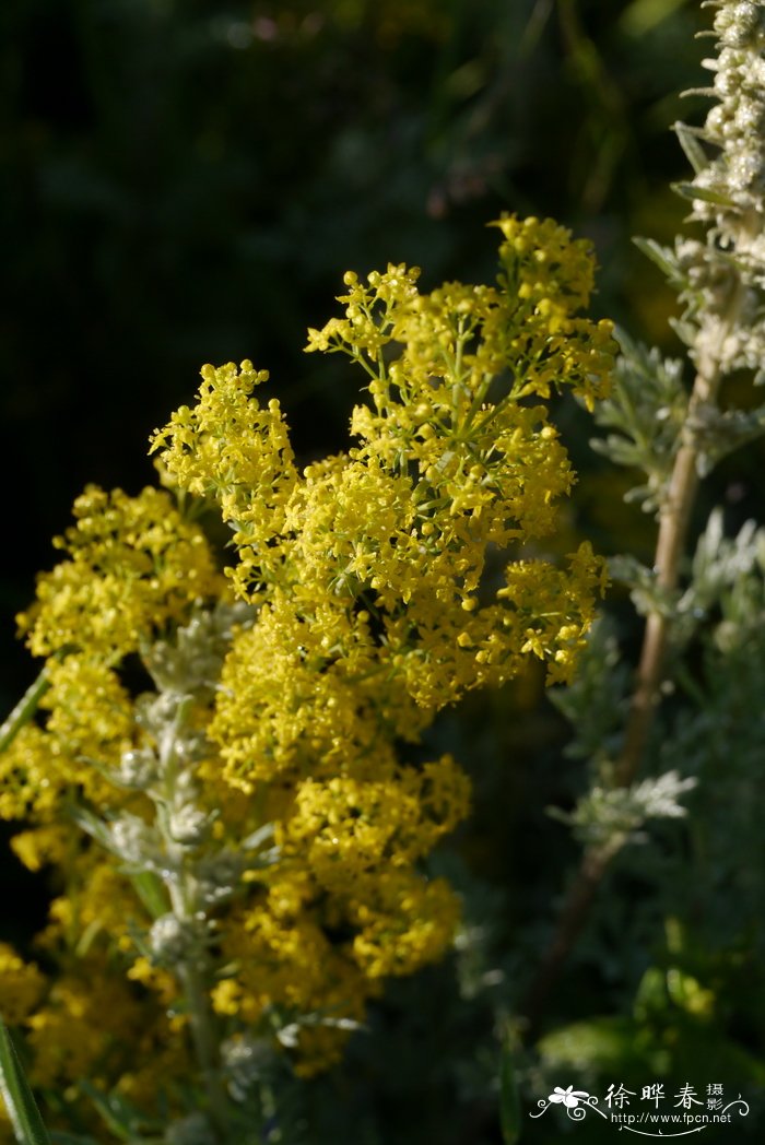 蓬子菜Galium verum