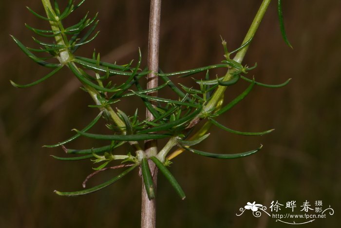 蓬子菜Galium verum