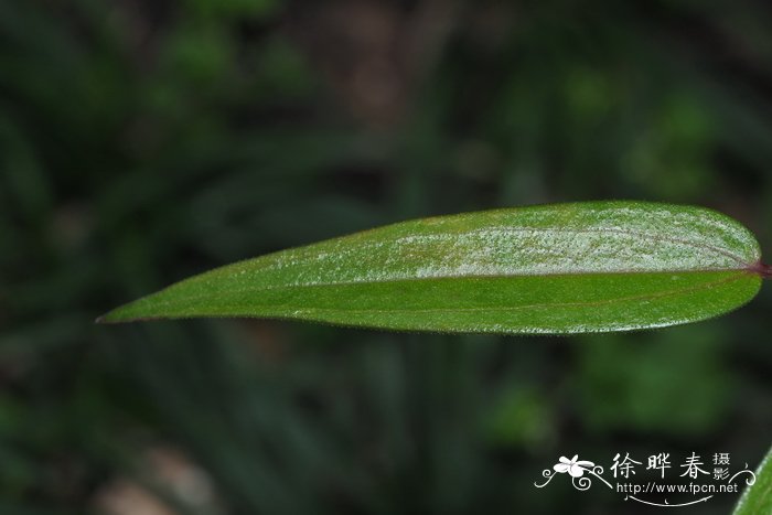 茜草Rubia cordifolia