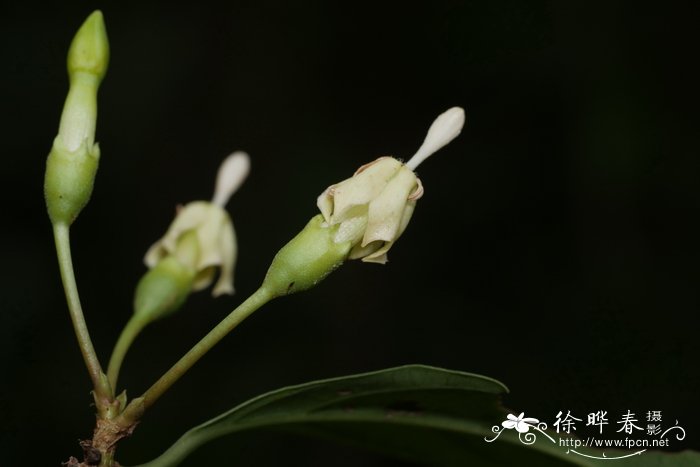 香楠Aidia canthioides