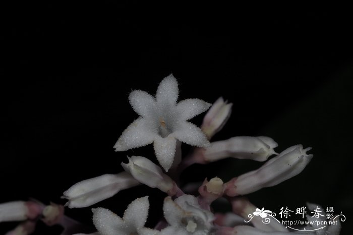 广州蛇根草Ophiorrhiza cantonensis