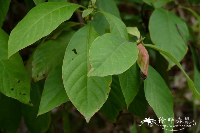 水锦树Wendlandia uvariifolia