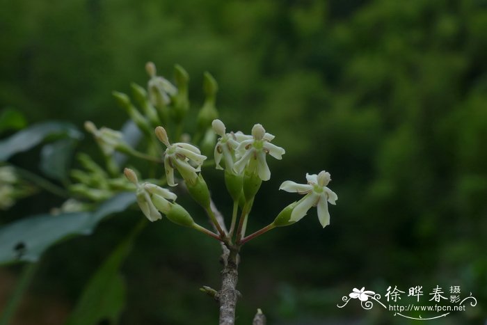 白花苦灯笼Tarenna mollissima