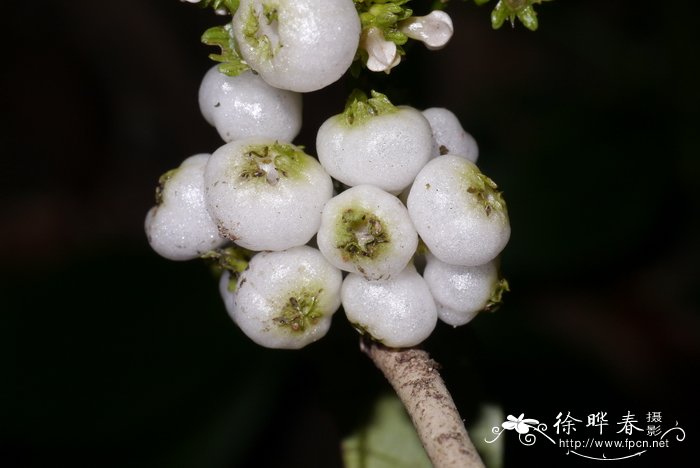 华腺萼木Mycetia sinensis