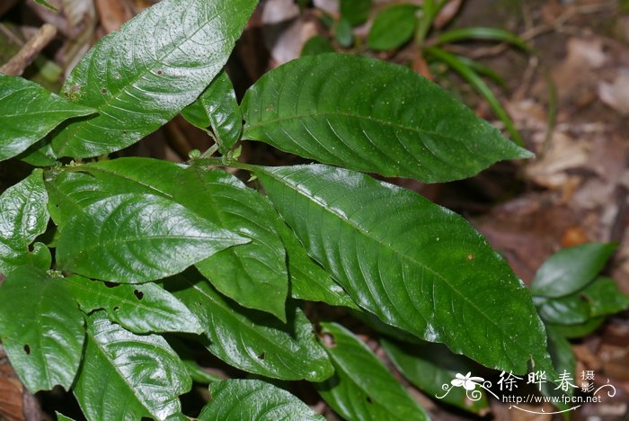 华腺萼木Mycetia sinensis