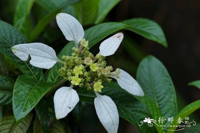 绣球茜Dunnia sinensis