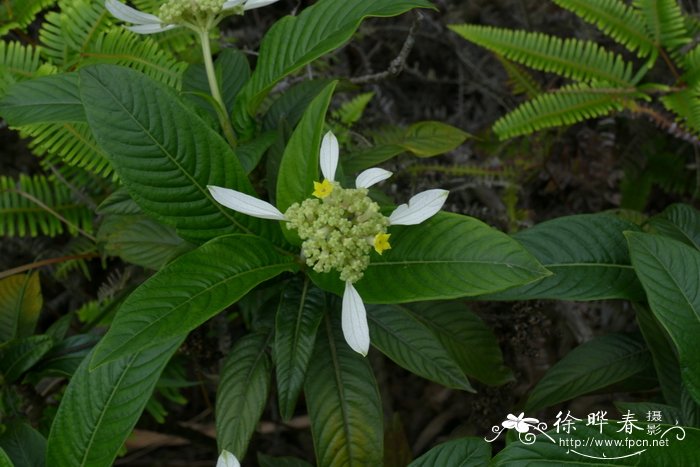 绣球茜Dunnia sinensis