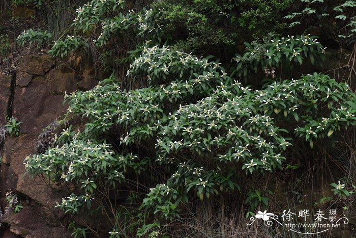 绣球茜Dunnia sinensis