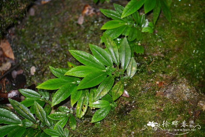 异色雪花Argostemma discolor