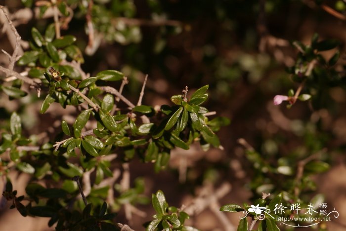 内蒙野丁香Leptodermis ordosica