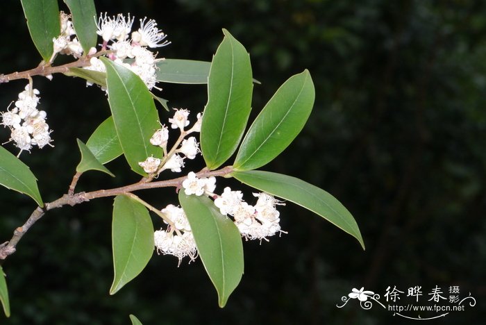 冬青叶桂樱Laurocerasus aquifolioides