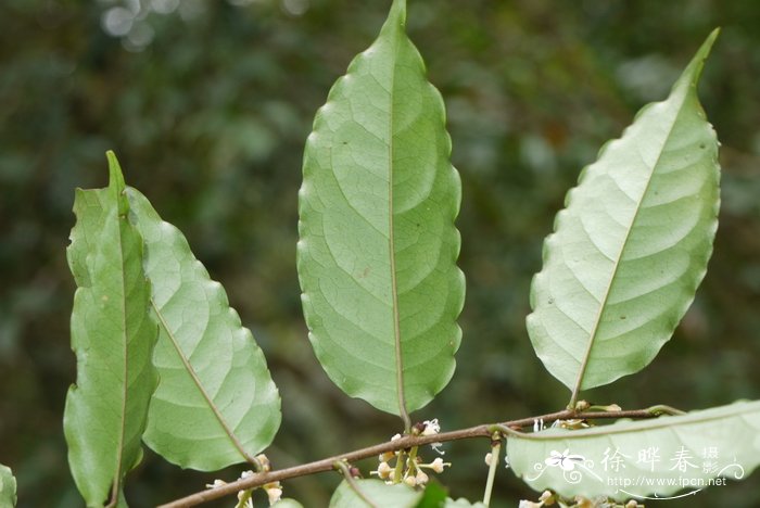 钝齿尖叶桂樱Laurocerasus undulata f. microbotrys