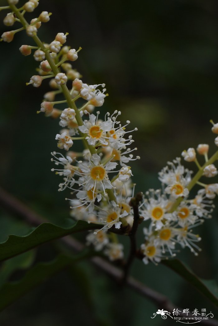 钝齿尖叶桂樱Laurocerasus undulata f. microbotrys