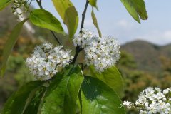 绒毛石楠Photinia schneideriana