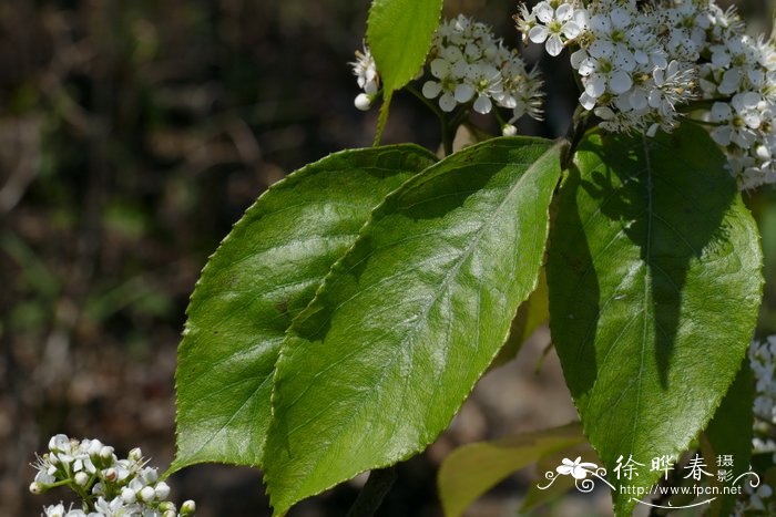 绒毛石楠Photinia schneideriana