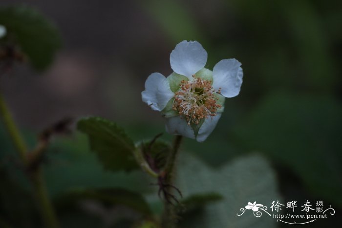 粗叶悬钩子Rubus alceifolius