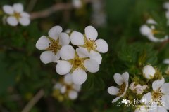 银露梅Dasiphora glabra