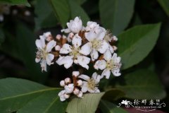 香花枇杷Eriobotrya fragrans