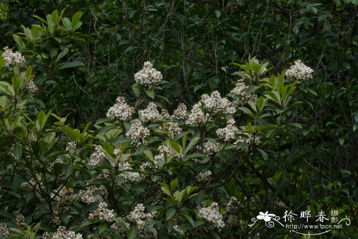 香花枇杷Eriobotrya fragrans