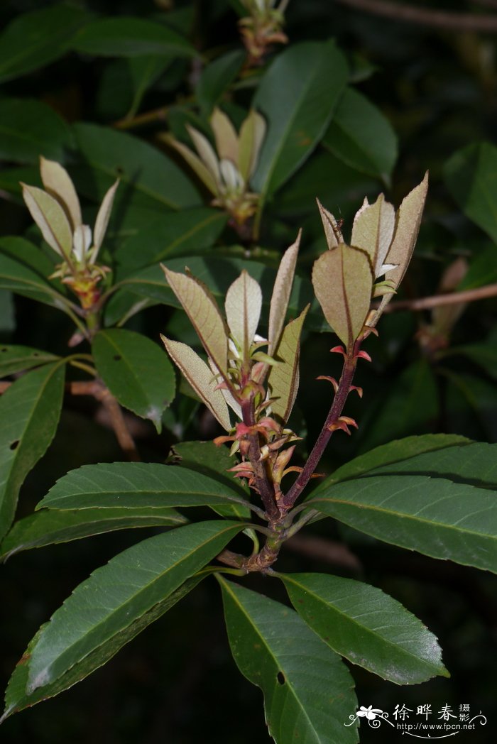 香花枇杷Eriobotrya fragrans