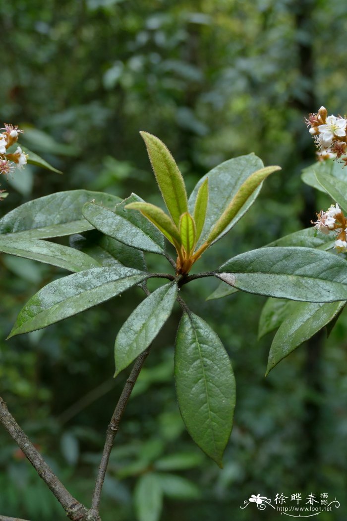 绣毛石斑木Rhaphiolepis ferruginea