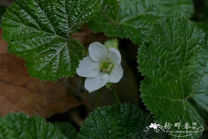 齿萼悬钩子Rubus calycinus