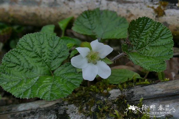 齿萼悬钩子Rubus calycinus