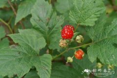 牛叠肚Rubus crataegifolius