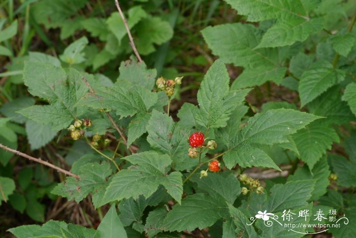 牛叠肚Rubus crataegifolius