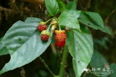 白花悬钩子Rubus leucanthus