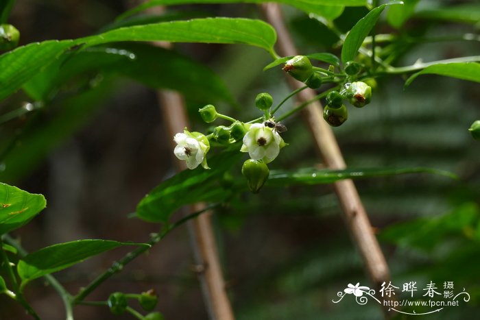 白花悬钩子Rubus leucanthus