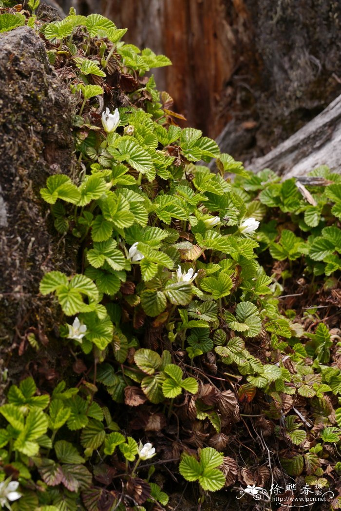 黄藨，黄泡Rubus pectinellus