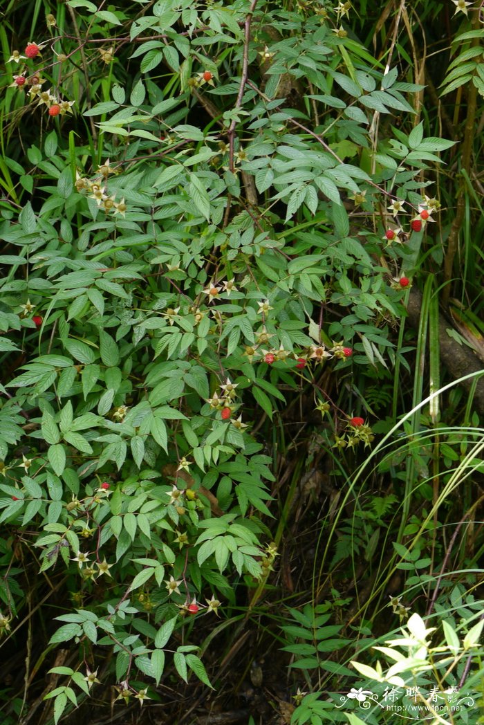 光滑悬钩子Rubus tsangii