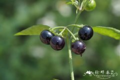 少花龙葵Solanum americanum