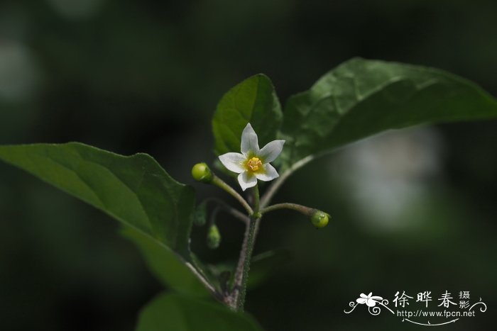 少花龙葵solanumamericanum